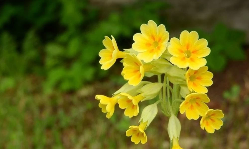 Δεν έχουν τέλος οι επιδρομές των Αλβανών -Χειροπέδες για το «λουλούδι» του Δαρβίνου